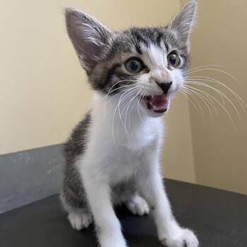 Chloe -  Domestic Short Hair Cat for Adoption in Pasadena, California - Chloe | PetCurious