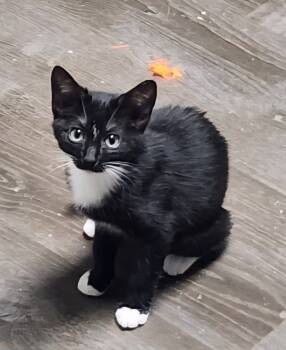 Rescue Domestic Short Hair Cats for Adoption in Douglasville, Georgia - Bobcat Tres (Hemi) | PetCurious