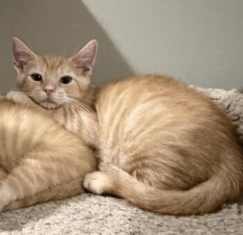 Rocket -  Domestic Short Hair Cat for Adoption in East Hanover, New Jersey - Rocket | PetCurious