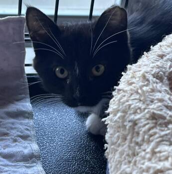 Rescue Tuxedo Cats for Adoption in South San Francisco, California - Natashia | PetCurious