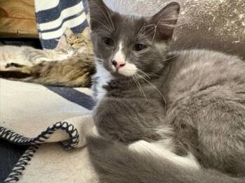 Ash -  Domestic Long Hair Cat for Adoption in North Babylon, New York - Ash | PetCurious