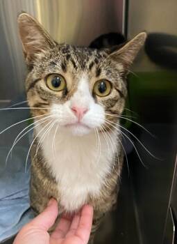 Rescue Domestic Short Hair Cats for Adoption in Willmar, Minnesota - Sardothien | PetCurious