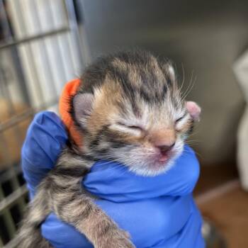 Trolli -  Domestic Short Hair Cat for Adoption in Lynchburg, Virginia - Trolli | PetCurious