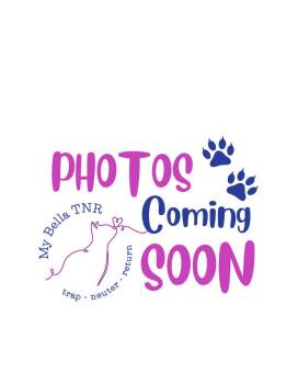 Cheesy Gordita Crunch -  Domestic Short Hair Cat for Adoption in East Hartford, Connecticut - Cheesy Gordita Crunch | PetCurious