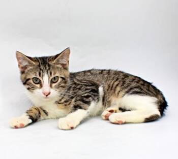 Flounder -  Domestic Short Hair Cat for Adoption in Morton Grove, Illinois - Flounder | PetCurious