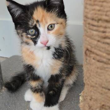 Beet -Preadoption ONLY -  Domestic Short Hair Cat for Adoption in Chilliwack, British Columbia - Beet -Preadoption ONLY | PetCurious