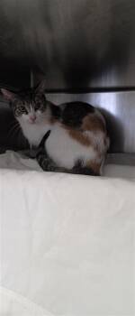 Mom -  Domestic Short Hair Cat for Adoption in Montreal, Quebec - Mom | PetCurious