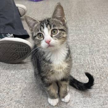 Tabitha -  Domestic Short Hair Cat for Adoption in Pocatello, Idaho - Tabitha | PetCurious