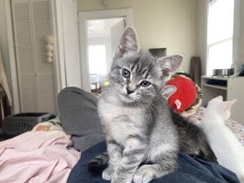 Auri (new) -  Tabby Cat for Adoption in Zephyrhills, Florida - Auri (new) | PetCurious