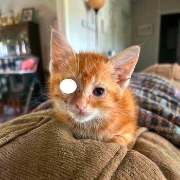 Julius -  Domestic Short Hair Cat for Adoption in Madison, Wisconsin - Julius | PetCurious