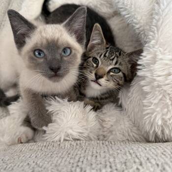 Brownie and Marshmallow - BONDED PAIR -  Domestic Short Hair Cat for Adoption in Springfield, Oregon - Brownie And Marshmallow - BONDED PAIR | PetCurious