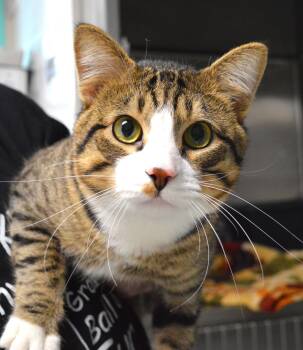 Bullet -  Domestic Short Hair Cat for Adoption - Bullet | PetCurious