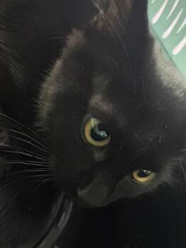 61426492 -  Domestic Short Hair Cat for Adoption in El Paso, Texas - 61426492 | PetCurious