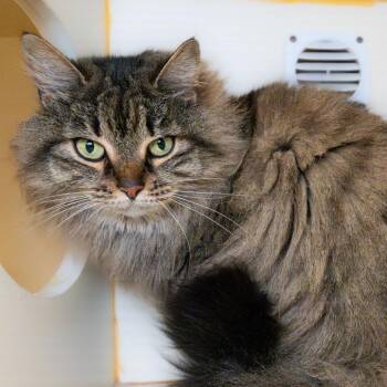 Domestic Long Hair and Mixed Breed Cats Available for Adoption in South Elgin, Illinois - Clover | PetCurious