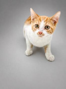 Berry -  Domestic Short Hair Cat for Adoption in Bowling Green, Kentucky - Berry | PetCurious