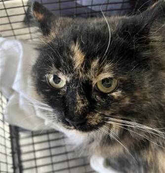 Domestic Long Hair Cats Available for Adoption in San Bernardino, California - OLIVE | PetCurious