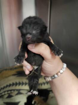 Rescue Domestic Short Hair Cats for Adoption in Republic, Missouri - Saint | PetCurious