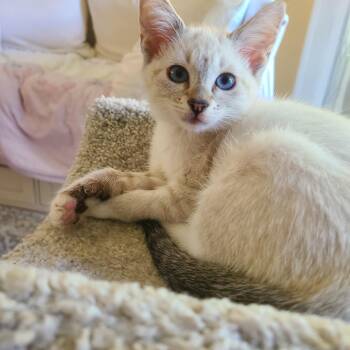 Buzz & Clover -  Domestic Medium Hair Cat for Adoption in Kirkland, Washington - Buzz & Clover | PetCurious
