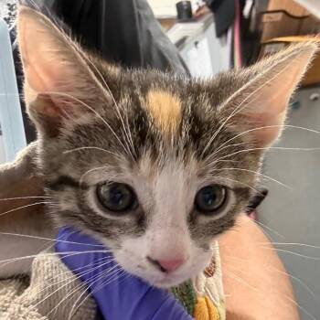 Marigold (YLW) -  Domestic Short Hair Cat for Adoption in League City, Texas - Marigold (YLW) | PetCurious