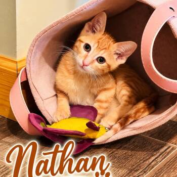 Nathan -  Tabby Cat for Adoption in Wyandotte, Michigan - Nathan | PetCurious