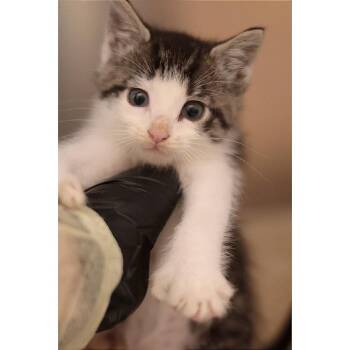 Selena (no collar) -  Domestic Short Hair Cat for Adoption in Philadelphia, Pennsylvania - Selena (no Collar) | PetCurious