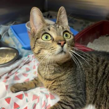 Radar -  Domestic Short Hair Cat for Adoption in Hopewell, Virginia - Radar | PetCurious