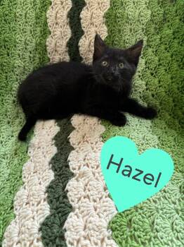 Hazel -  Domestic Short Hair Cat Available for Adoption in Hartville, Ohio - Hazel | PetCurious
