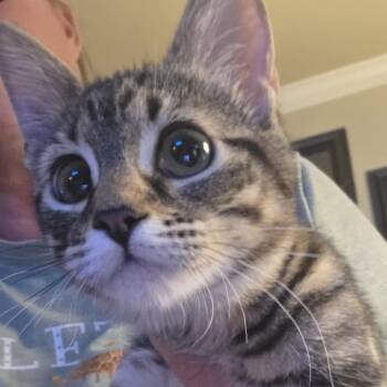 Honey -  American Shorthair Cat for Adoption in Mount Vernon, Arkansas - Honey | PetCurious