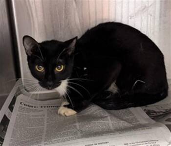BUTTONS -  Domestic Medium Hair Cat for Adoption in Jacksonville, Florida - BUTTONS | PetCurious