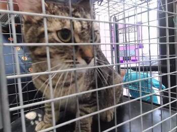 Domestic Short Hair Cats Available for Adoption in Tulsa, Oklahoma - JERZI | PetCurious