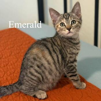 Domestic Short Hair Cats Available for Adoption in San Tan Valley, Arizona - Emerald | PetCurious
