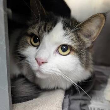 Nomi -  Domestic Long Hair and Mixed Breed Cat for Adoption in Chicago, Illinois - Nomi | PetCurious