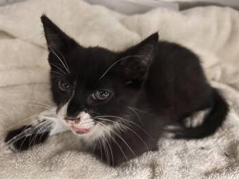 TRES -  Domestic Short Hair Cat for Adoption in Riverside, California - TRES | PetCurious
