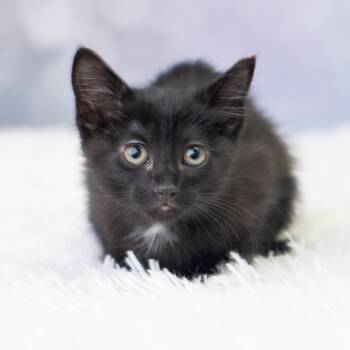 Rescue Domestic Short Hair Cats for Adoption in Saint Paul, Minnesota - Eenie | PetCurious