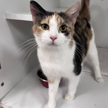 Shasta -  Domestic Short Hair Cat for Adoption in Arlington Heights, Illinois - Shasta | PetCurious