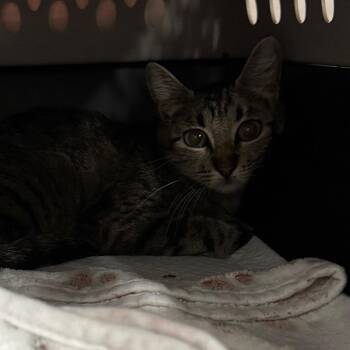 Cloud -  Domestic Short Hair Cat for Adoption in Salt Lake City, Utah - Cloud | PetCurious