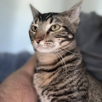 Rocket -  Domestic Short Hair Cat for Adoption in Long Beach, California - Rocket | PetCurious