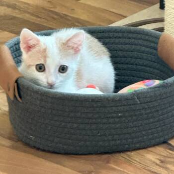 Brook (& Moose) -  Domestic Short Hair Cat for Adoption in Minneapolis, Minnesota - Brook (& Moose) | PetCurious