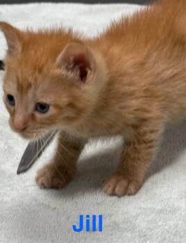 Rescue Domestic Short Hair Cats for Adoption in Saint Francisville, Louisiana - Julia | PetCurious