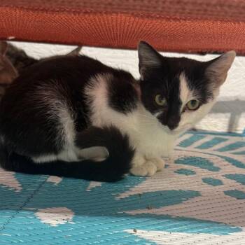 Hunter -  Domestic Short Hair Cat for Adoption in Garfield, Arkansas - Hunter | PetCurious