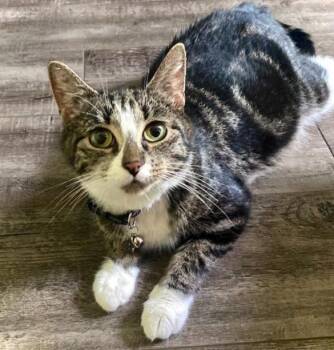 Rescue Domestic Short Hair Cats for Adoption in Buffalo, New York - Karina | PetCurious