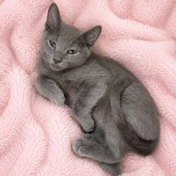 Russian Blue Cats Available for Adoption in Glendora, California - Ont RB M | PetCurious