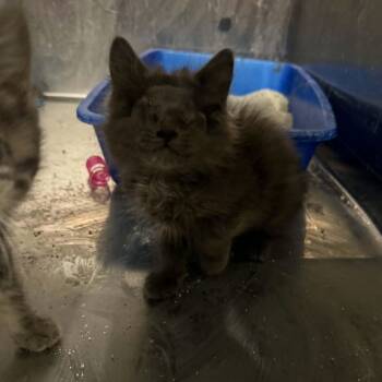 Domestic Medium Hair Cats Available for Adoption in Antioch, California - Kyoko | PetCurious
