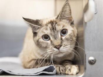 Domestic Short Hair Cats Available for Adoption in Phoenix, Arizona - ELEANOR | PetCurious