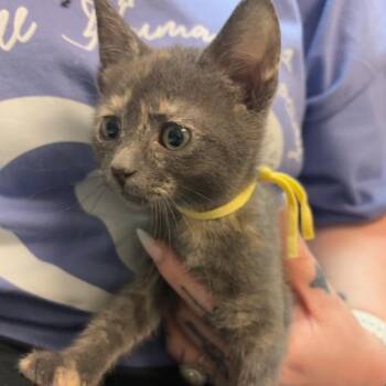 Yoshi -  Domestic Short Hair Cat for Adoption in Hopewell, Virginia - Yoshi | PetCurious