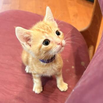 Tony Tiger -  Domestic Short Hair Cat for Adoption in Waldorf, Maryland - Tony Tiger | PetCurious