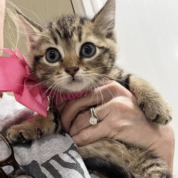 Tabby Cats Available for Adoption in Burlington, North Carolina - Darling Velvet | PetCurious