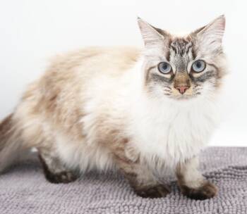 Charger and Pippa - RARE BONDED BEAUTIES - VIDEOS -  Birman and Siamese Cat for Adoption in Bedford Hills, New York - Charger And Pippa - RARE BONDED BEAUTIES - VIDEOS | PetCurious