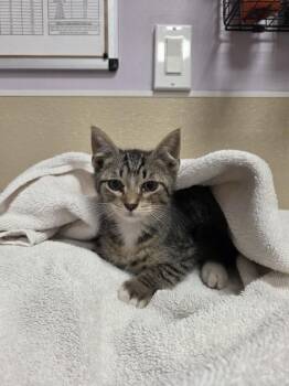 Baconator -  Domestic Short Hair Cat for Adoption in Vancouver, Washington - Baconator | PetCurious