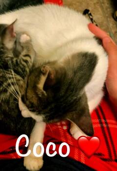 Rescue Domestic Short Hair Cats for Adoption in Fresno, California - Coco | PetCurious